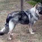 Ejemplar de perro alsaciano