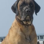 Perro Saupacker Balou vom Temnitztal