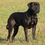 Perro Saupacker Franz Ferdinand vom Lützelbacher Schlösschen
