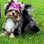 Pelaje merle en Yorkshire Terrier
