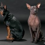 Perro Xoloitzcuintle