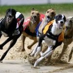 Galgos participando en una carrera