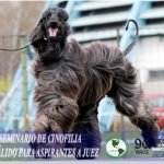 Seminario para juez oficial KCA-UKP