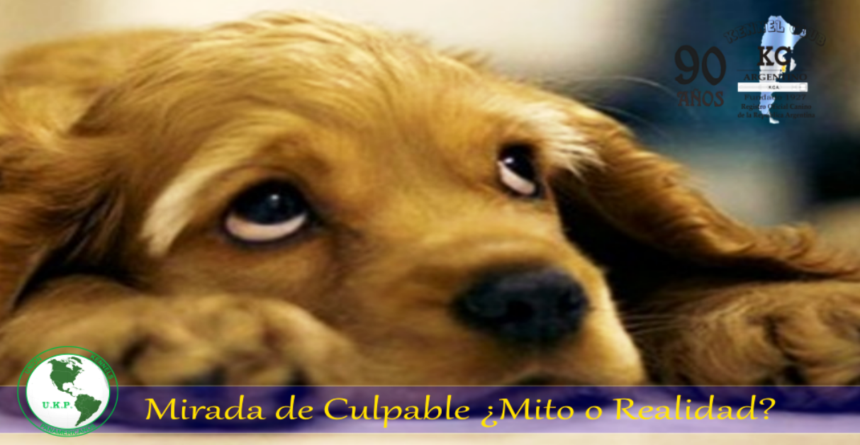 Perro con mirada de culpable
