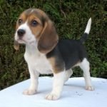 Beagle tricolor negro