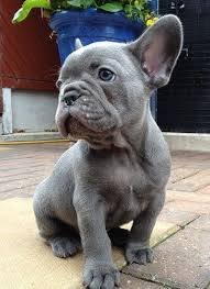 Bulldog frances blue