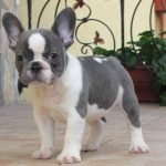 Bulldog Francés de pelaje blue pied