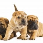 Grupo de cachorros Shar Pei