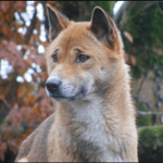 Cabeza de un Perro Cantor de Nueva Guinea