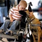 Perro de asistencia junto a una persona