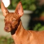 Cabeza de un Podenco Andaluz