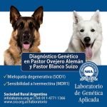 Información sobre enfermedades genéticas en perros