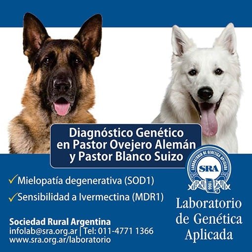 Información sobre enfermedades genéticas en perros