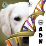 Análisis genéticos en caninos