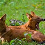 Dhole o perro salvaje asiático bostezando