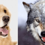 Cabezas de un lobo y un perro