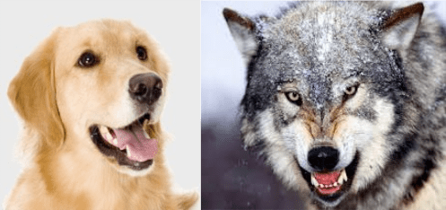 Cabezas de un lobo y un perro