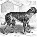 Perro de raza Bullenbeisser