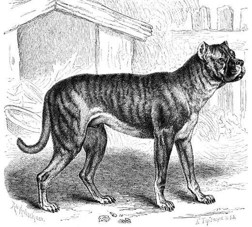 Perro de raza Bullenbeisser