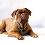 Perro Dogo de Burdeos