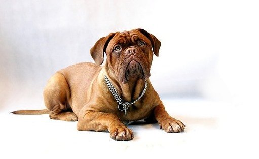 Perro Dogo de Burdeos