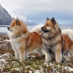 Estándar oficial del Eurasier