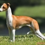 Perro Lebrel Italiano