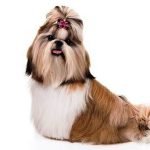 Perro Shih Tzu
