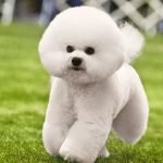 Perro Bichón Frisé