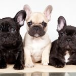 Cachorro de Bulldog Francés