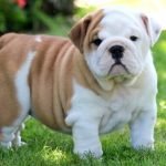 Bulldog inglés tradicional