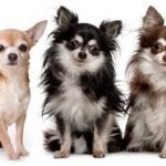Perro Chihuahua