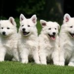 Cachorros de Pastor Blanco Suizo