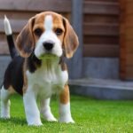 Cachorro Beagle tricolor