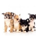 Criadero Oficial de Perros / Kennel Club Argentino