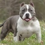 American Bully de variedad Classic