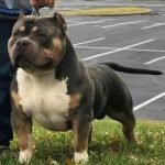 American Bully de variedad Pocket