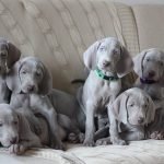 Cachorros de Braco de Weimar