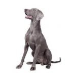 Cachorro de Braco de Weimar