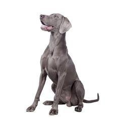 Cachorro de Braco de Weimar