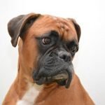 Cabeza de un perro Bóxer