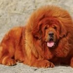 Perro Mastín del Tíbet