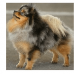 Pomerania Merle y Rojo
