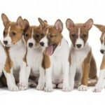 Cachorros de raza Basenji