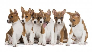 Cachorros de raza Basenji
