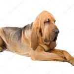 Perro de San Huberto o Bloodhound