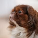 Rostro de un perro Pekinés