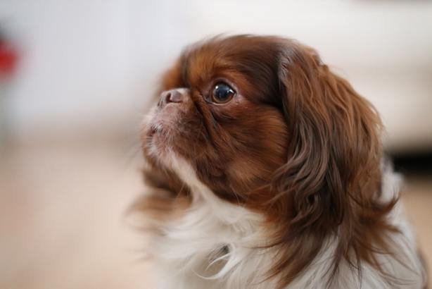 Rostro de un perro Pekinés