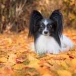 Perro Papillón sobre hojas secas