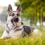 Perro Pastor de Europa del Este